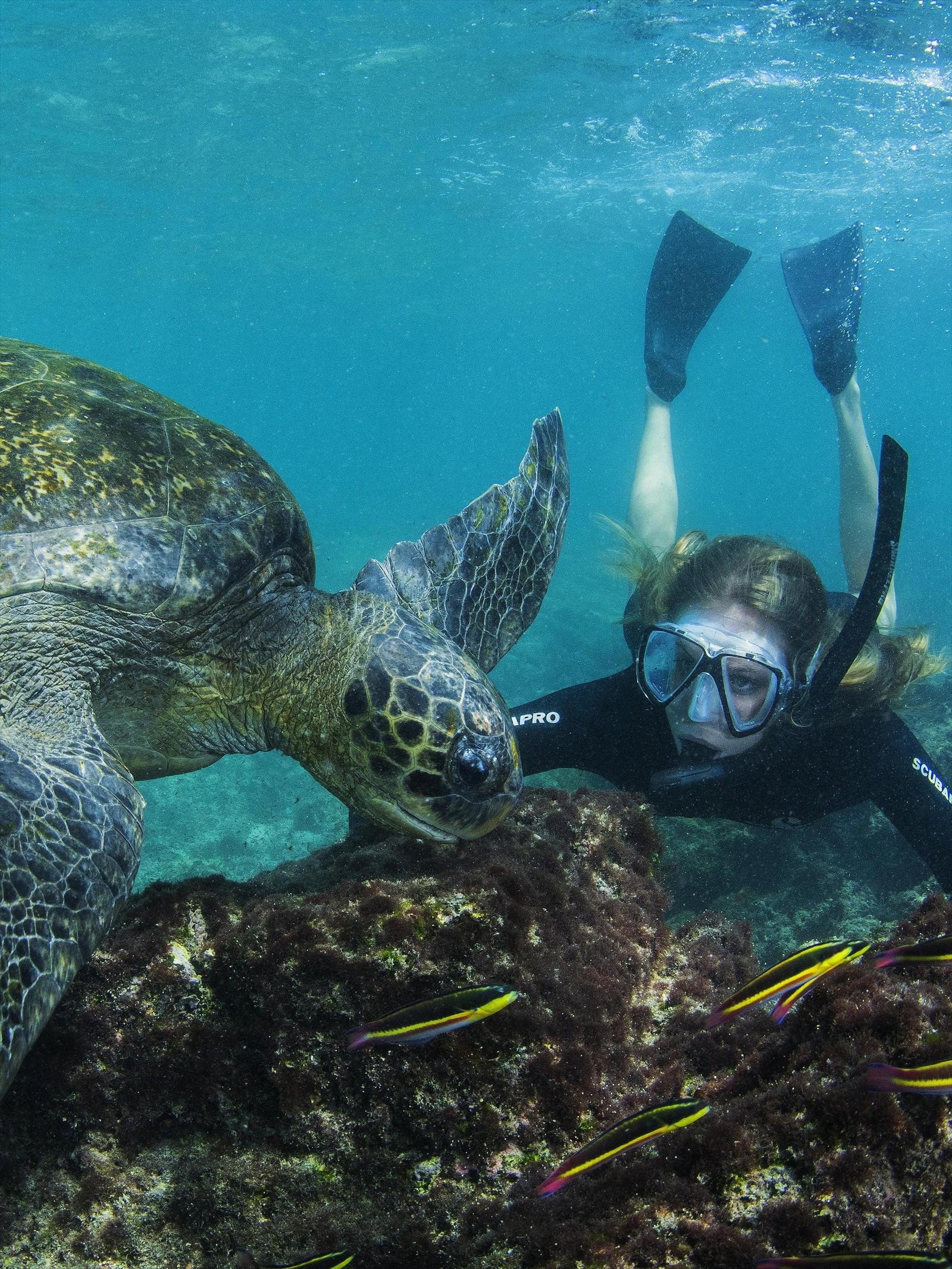 A Visitor snorkling with a Green Turtle