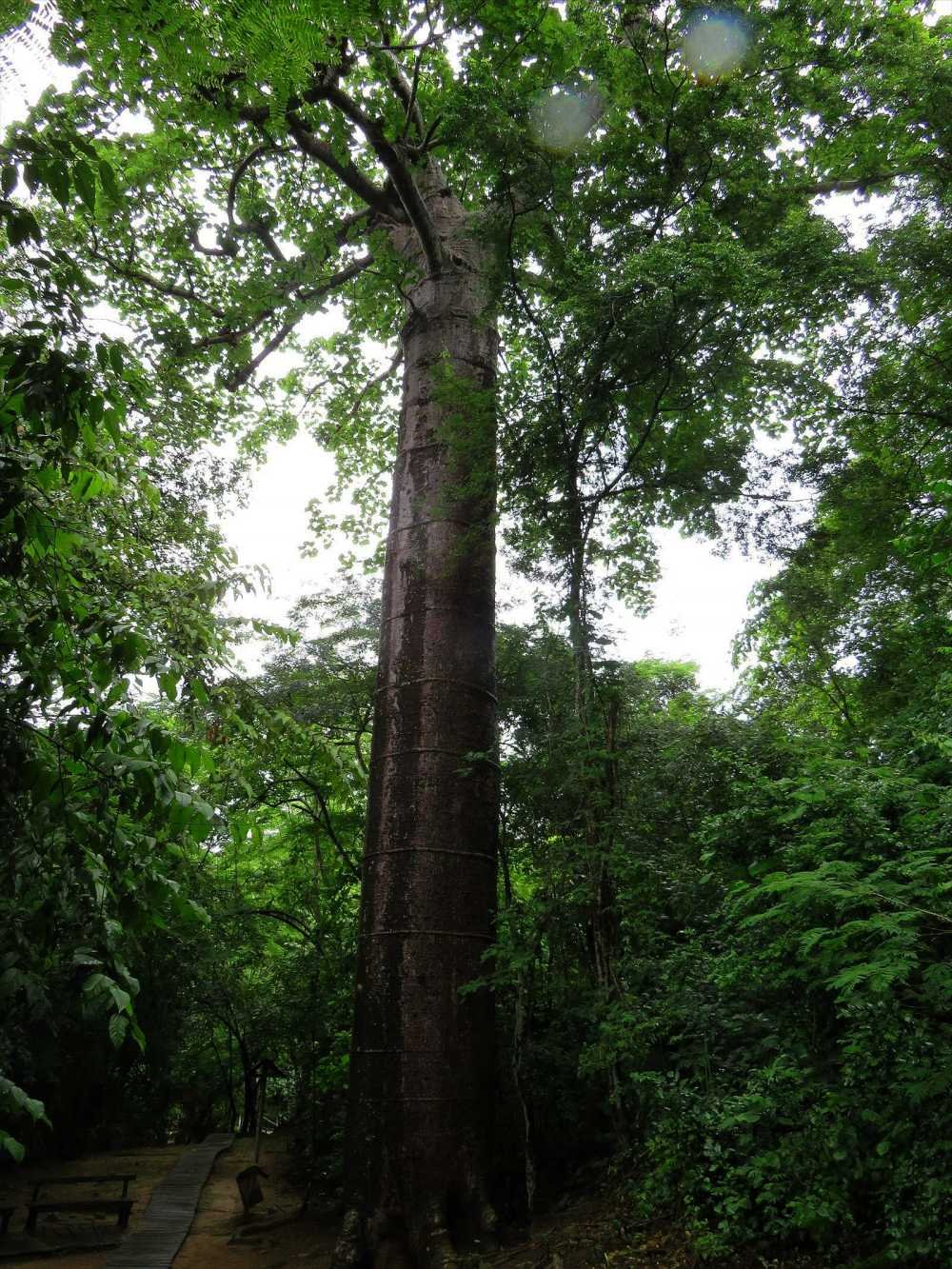 Giant tree in Puyango Petrified Forest Reserve