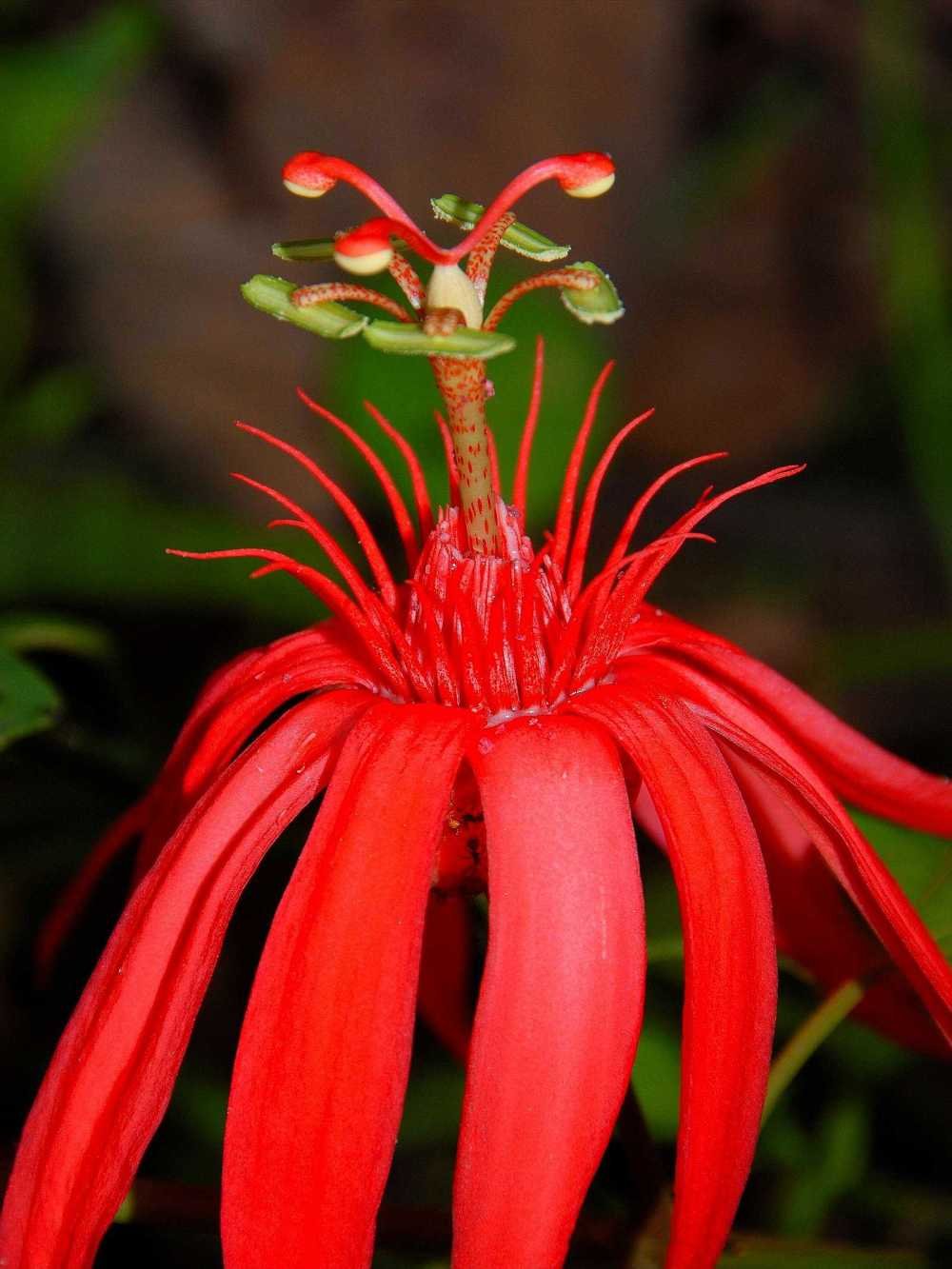 Crimson-red Passion Flower