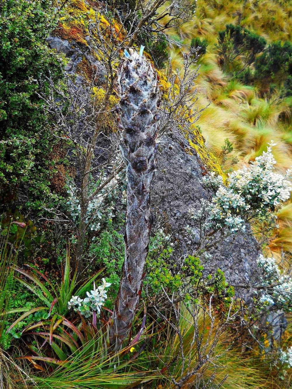 Hercules Club flowers in the paramo