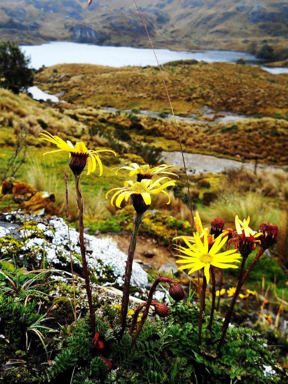 Paramo flowers